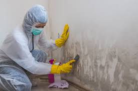 Why You Should Choose Our Mold Remediation Services in Wolfdale, PA